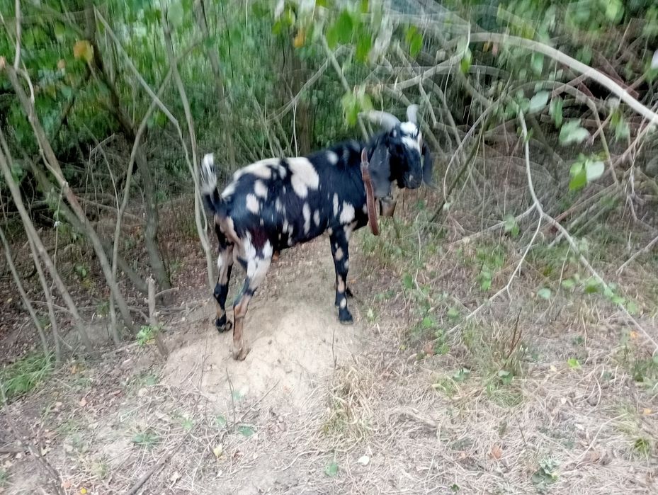 Vând capre tinere și țap de rasă