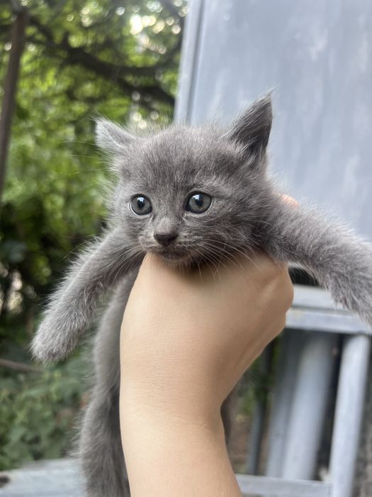 Отдаи котят 1 месяц