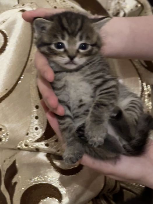 Отдам котят бесплатно