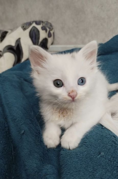 Отдам котят в хорошие руки