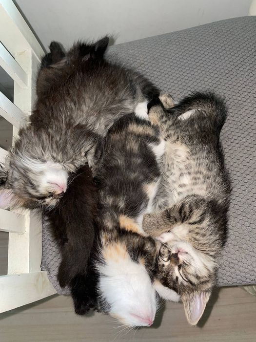 Котята в добрые руки