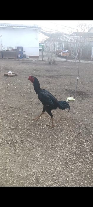 Майский дакан цыпленок