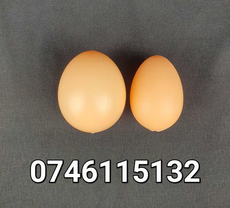 Ou FALS pt Gaini Puicute Pasari- Oua FALSE din plastic pt cuibar comun