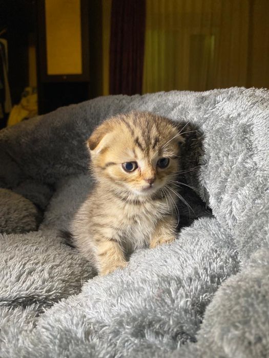 Продам породистых котят