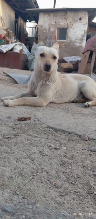 Отдам собаку девочка