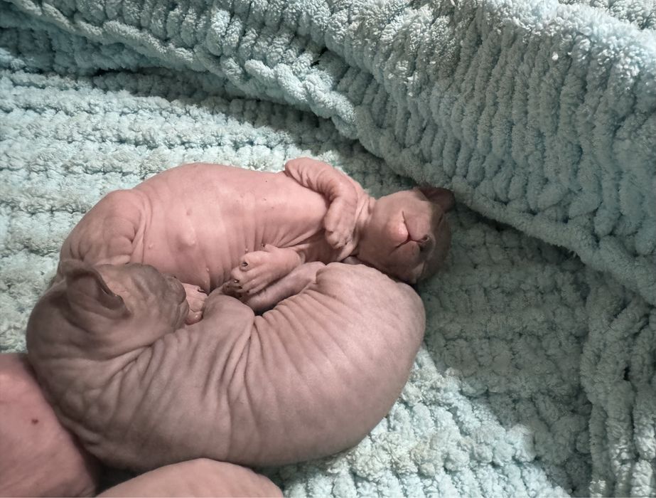 Продаются котята сфинкса - эльфа