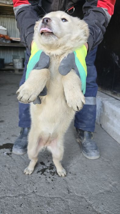 Одам даром  щенок девочка
