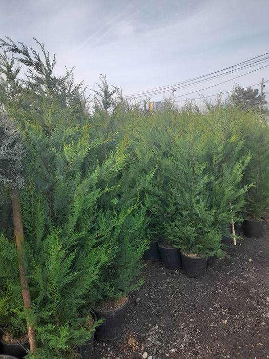 Puiet frasan , tei,fag,carpen, artar,salcam,