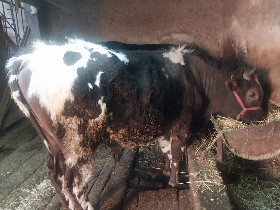 продам быков хороших