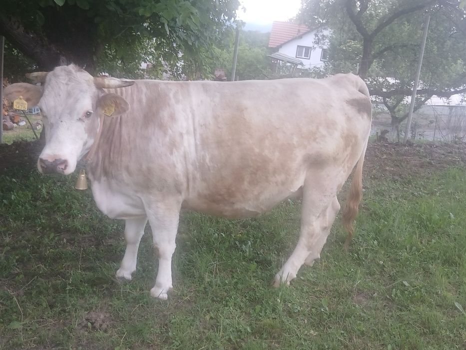 De vânzare 2 vaci una  e fătată de 2 luni si aialaltă trebuie să fete luna viitoare  preț ân privat 0733131531