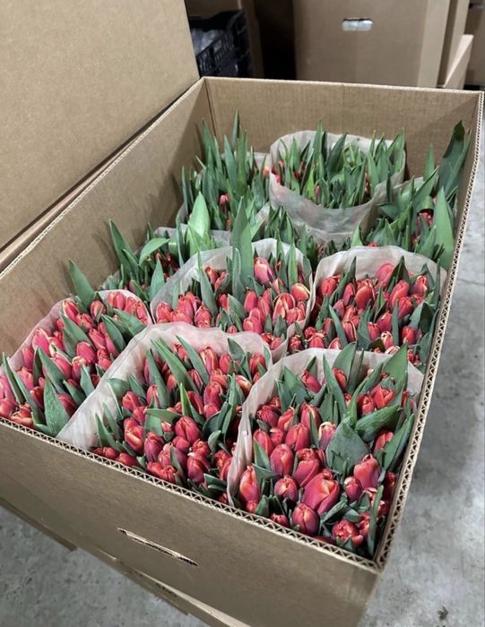 Тюльпаны ОПТОМ И В розницу предзаказ доставка цветы