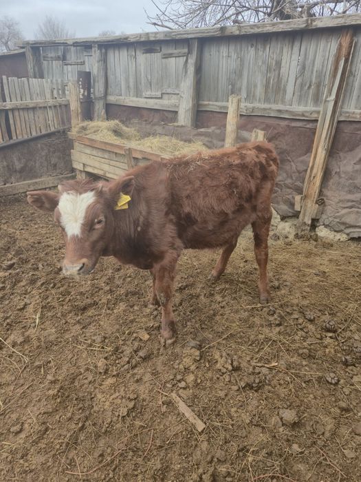 Продам телят бұзау сатам