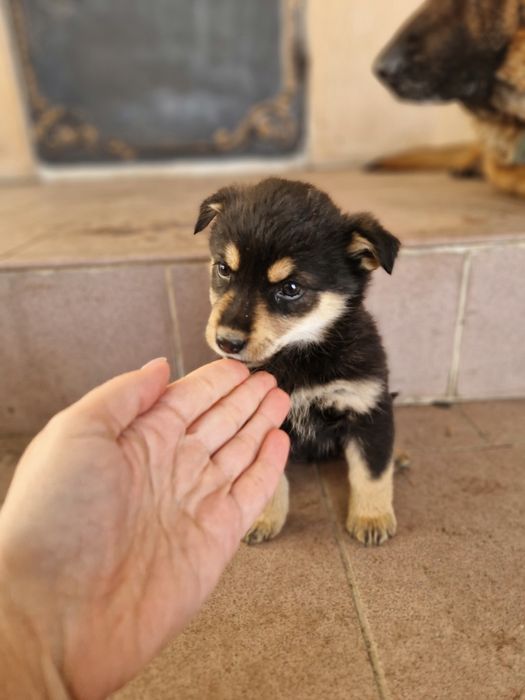 Щенки, бесплатно
