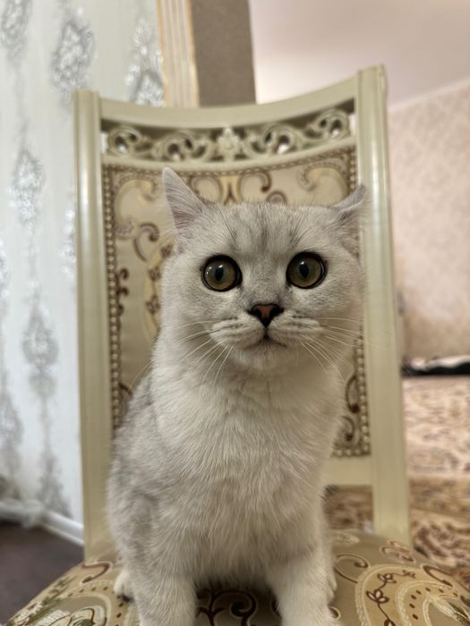 продам кота британ