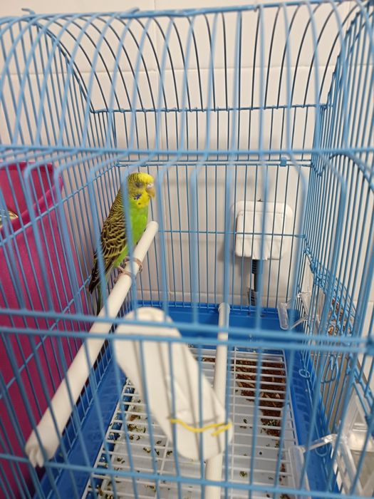 Папугай месте клетки корм
