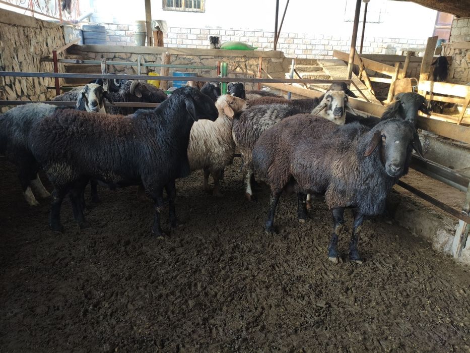 Кучкорлар сотилади