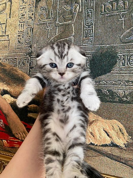 Остался шикарный мальчик шоколадный