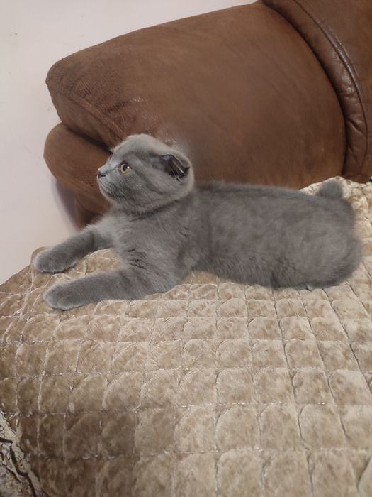 Котёнок шотландка