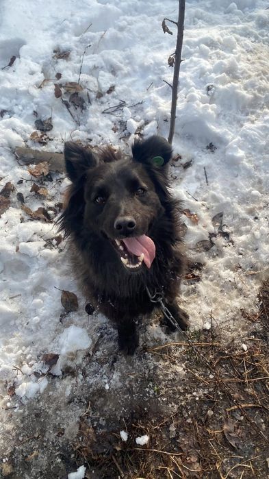 Собака в добрые руки