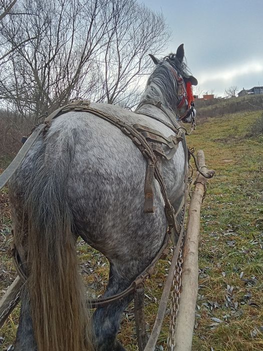 Vând iapa de 6 ani garatata de pădure lemn pe jos fac schib