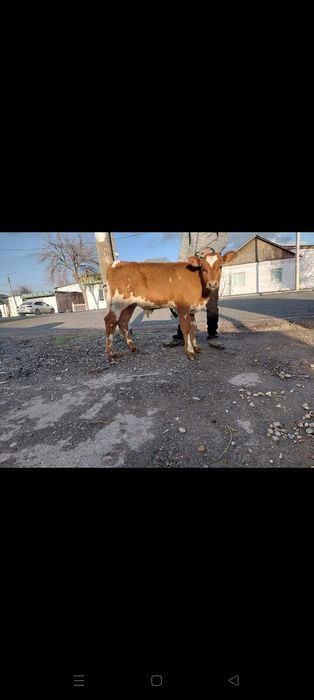 Оптом 3 бузау сатылады