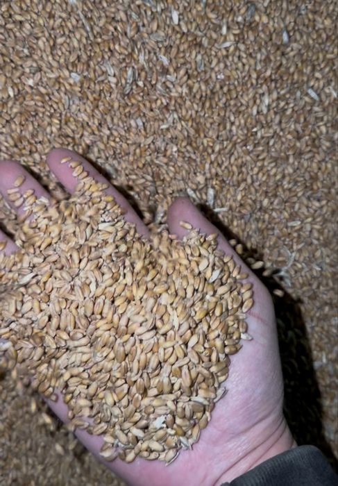 Пшеница Бидай 3 класс