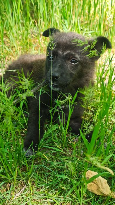 Щенок девочка в добрые руки