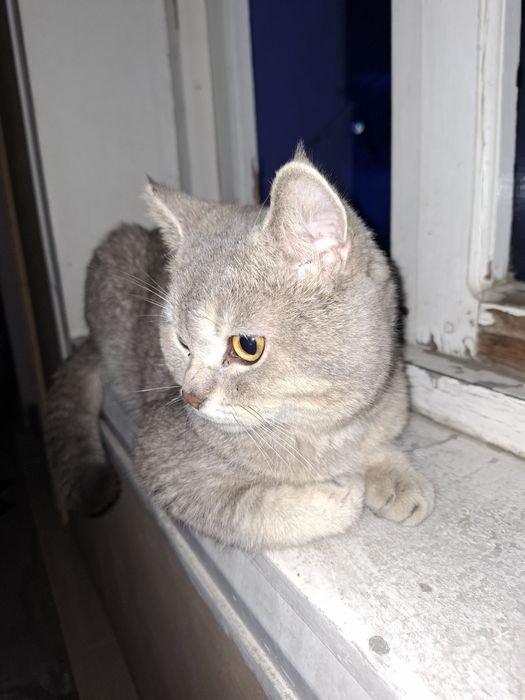 Zotli mushuk oʻg'ilbola 1 yosh