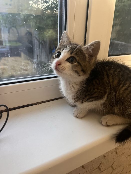 Котенок девочка в добрые руки