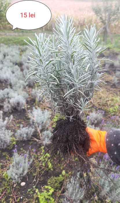 Vând butași și tufe de lavandă diferite marimi