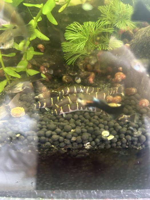 Vand / schimb kuhlii loaches