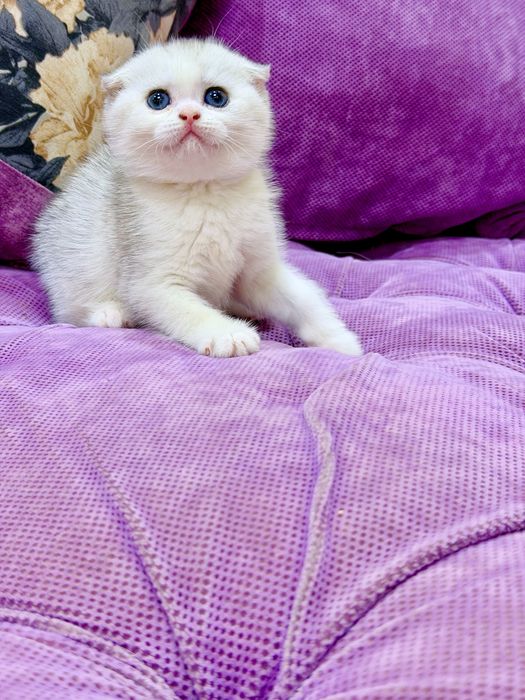 Шотланский Скоттиш Фолд! Шиншилла Серебро!