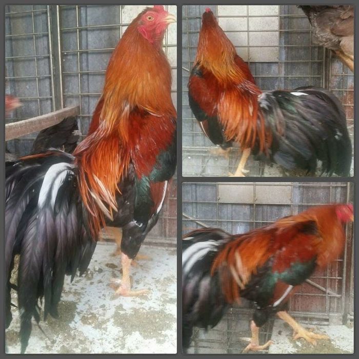 Vand combatanti  talie mare 70 cm