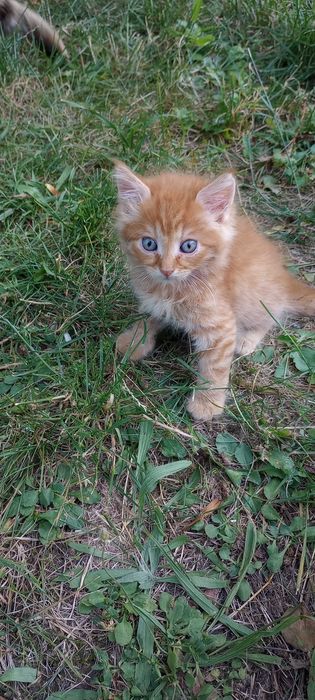 Котенца на два месеца за осиновяване