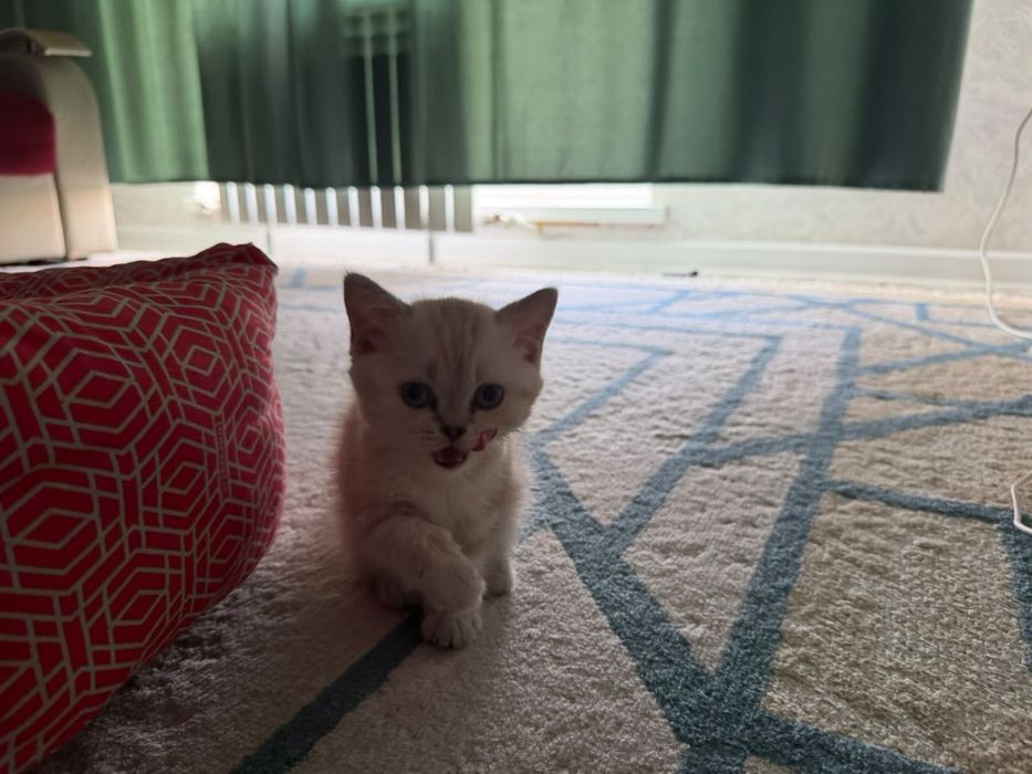 Продам котенка в хорошие руки