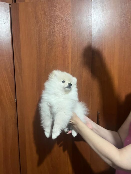 Щенки немецкого щпица