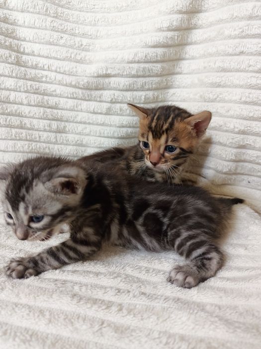 Продам бенгальских котят