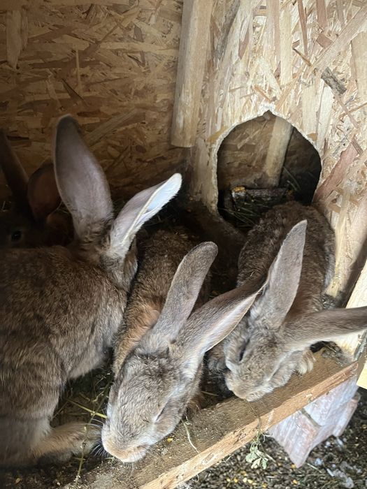 Vand iepuri uriasi germani