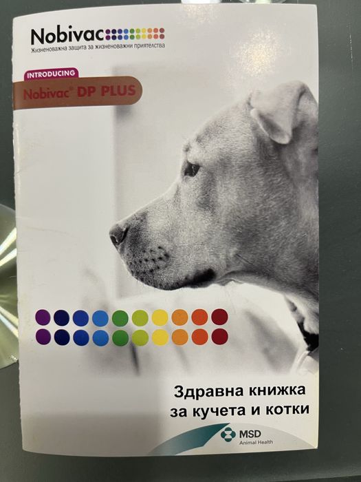 Куче Померан мъжко