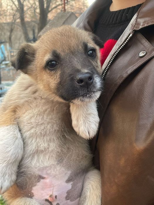 Щеночки-звоночки .