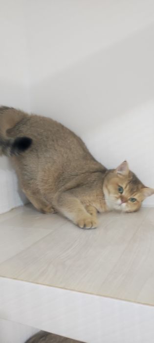 БриТашки ОчаРоваШки  шинШиллы