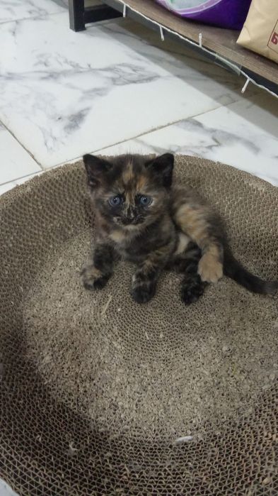 Кошечка бесплатно