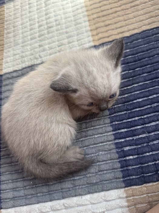 Отдам котят  в добрые руки!