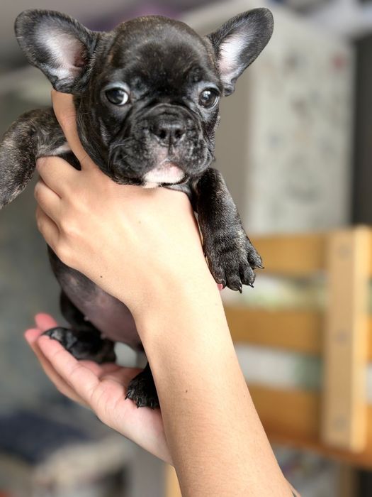 Щенки Французского бульдога.  Девочки .