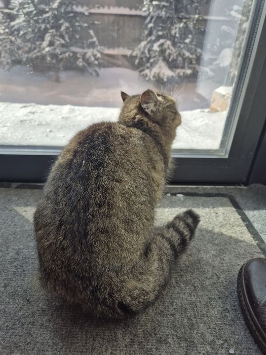 Кошка отдам даром