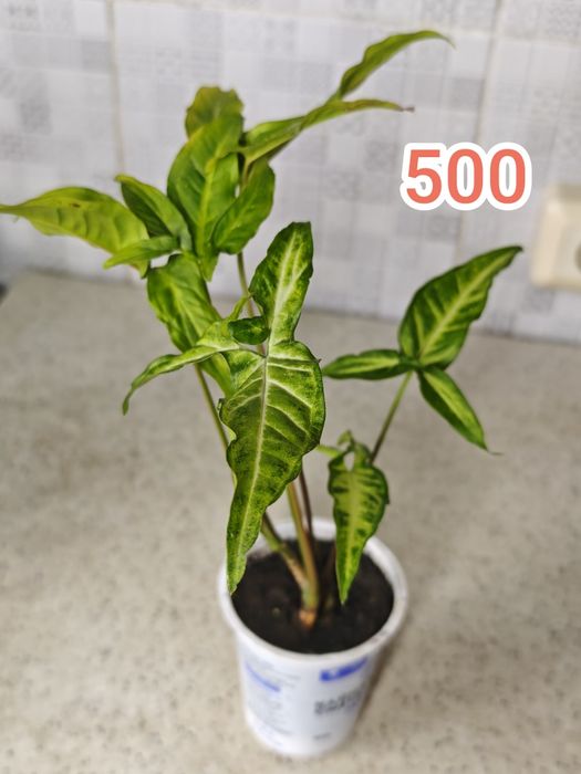 Разные комнатные цветы