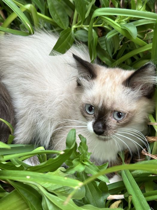 Отдам котенка в хорошие руки