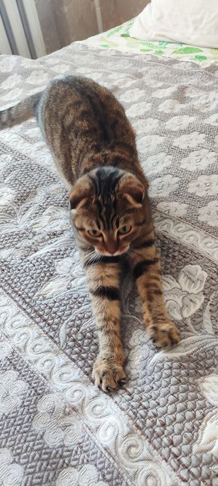 Отдам кошку в добрые руки