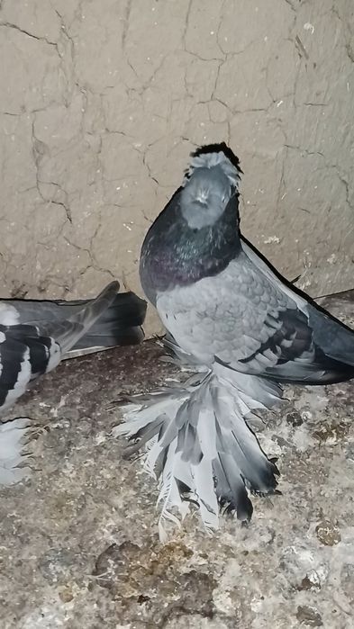 Продам  ронтовых