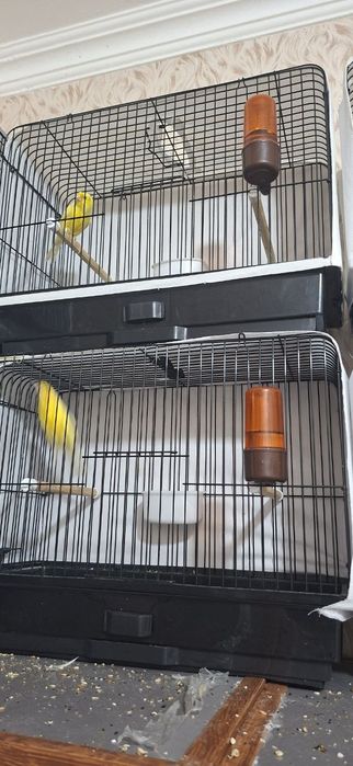 Канарейки сотилади (тайёр)